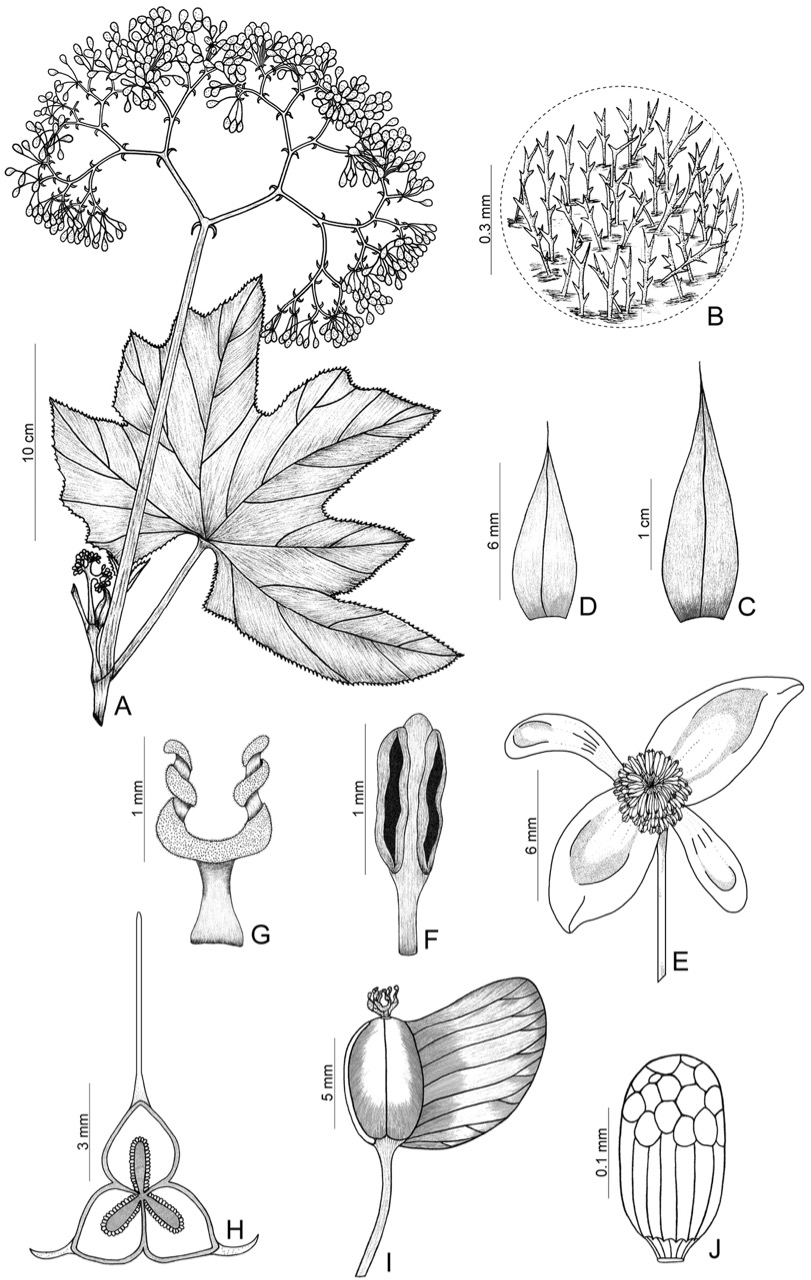 B. paganuccii
